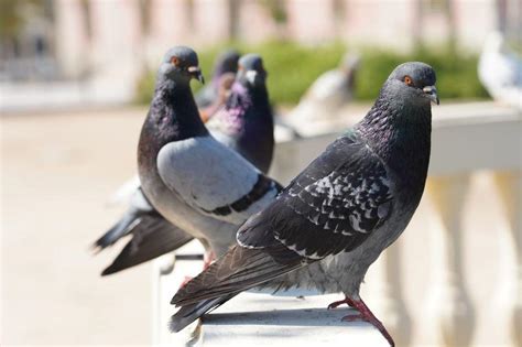 What Kind of Pigeon Deterrent Is Best for You? - Urban Splatter