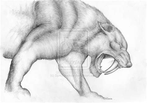 Tiger Sabre Tooth Cat Art Pencil Drawing Sketch High Quality Signed A4 Print - Etsy