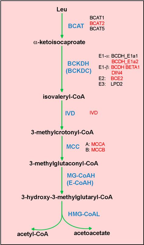 Leucine degradation pathway in mitochondria. The enzyme names are in... | Download Scientific ...