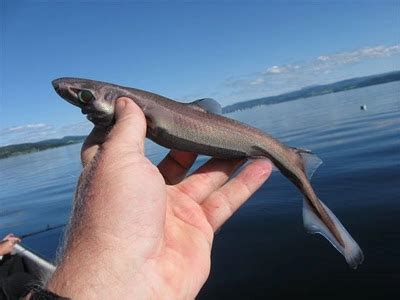 Meet Lantern Sharks - Ocean Conservancy