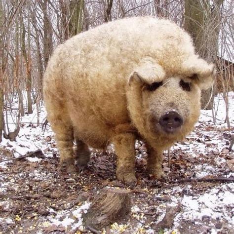 Adorably Fuzzy Pigs Look Like Sheep and Act Like... | Mangalitsa pig, Fluffy animals, Pig breeds