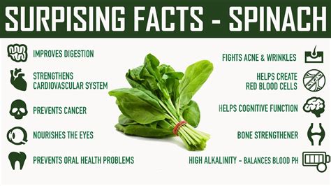 Interesting Facts – Spinach – Surprising Health Benefits of Eating ...