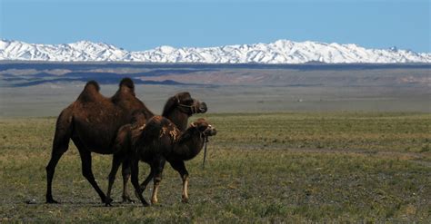 Winter Destination Gobi Desert, Mongolia