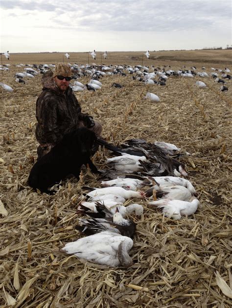 Manitoba Spring Snow Goose Hunting - Ramsey Russell's GetDucks.com