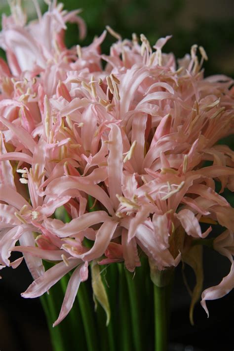 Pink Nerine, all year round, but special order | Types of flowers, Flower decorations, Pink flowers