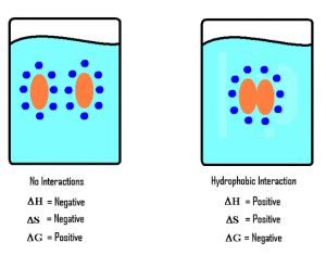 Hydrophobic interactions in protein - Basics and Structure