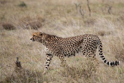 Somerset House - Images. AFRICA-KENYA-LAIKIPIA PLATEAU-OL PEJETA CONSERVANCY-LONE MALE CHEETAH ...