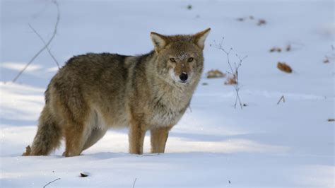 Coywolf | Coywolves are a hybrid of wolves and coyotes.They'… | Flickr