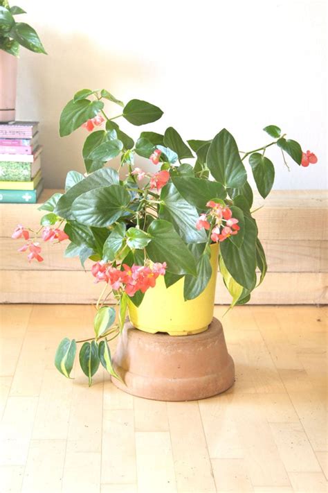 18 Most Beautiful Indoor Plants ( and 5 Easy Care Tips! ) - A Piece Of Rainbow