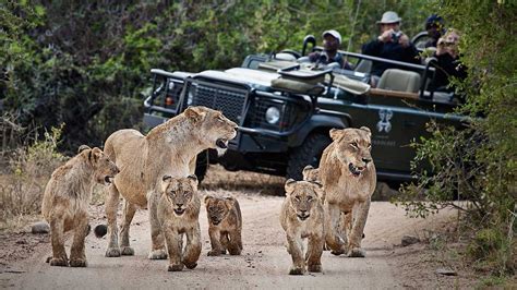 The Top Safari Destinations In South Africa | Wildest