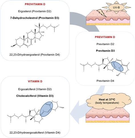 Synthesis of vitamin D. Upon UV-B radiation, the provitamins D... | Download Scientific Diagram