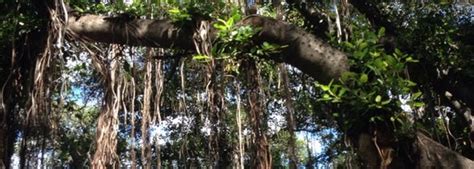 Lahaina Banyan Court Park - Park in Lahaina