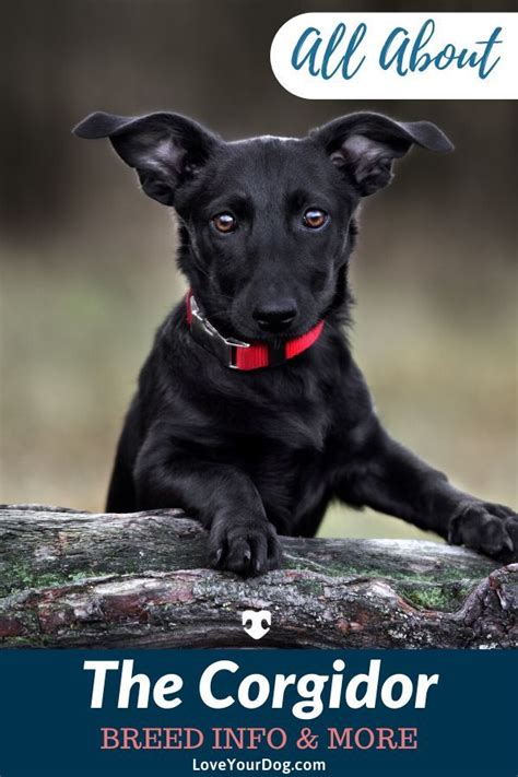 Corgi Labrador Retriever Mix: Corgidor Breed Info, Puppies & More