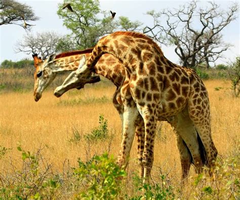 Fascinating giraffe facts you probably did not know