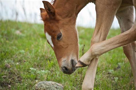 Trombiculosis (Chiggers) in Horses - Symptoms, Causes, Diagnosis, Treatment, Recovery ...