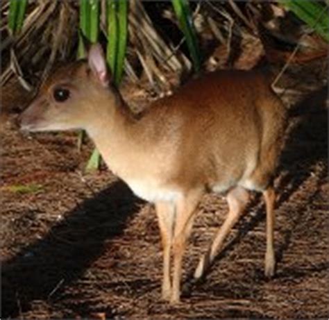 Suni - Africa's Small Antelope With A Big Smell - pictures and facts