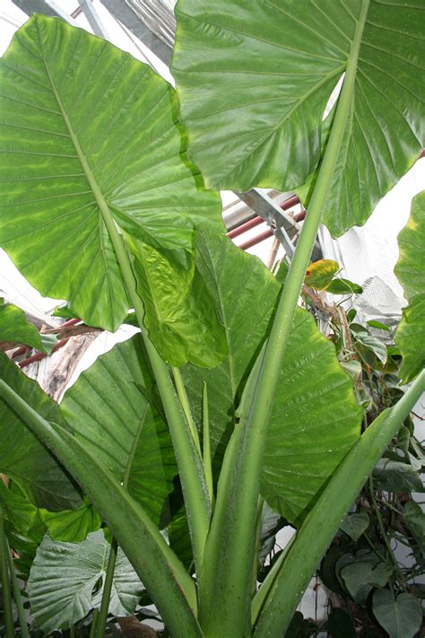 Giant taro - The Living Rainforest