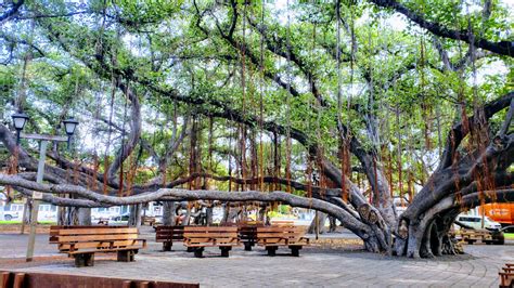 Awesome Pictures of Lahaina Banyan Tree Maui Hawaii 2021 | Mindfulness ...