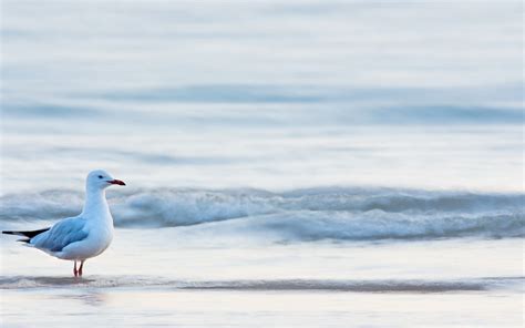 Beach Waves Sea Bird Seagull wallpaper | 1680x1050 | #11568