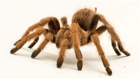 Tarantula Venom Protein May Hold Promise as Alternative to Opioid Pain ...