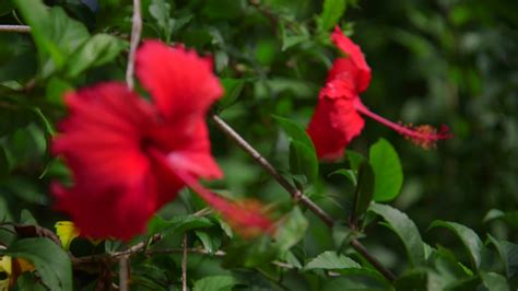 Hibiscus flowers on a scenic tropical island in Fiji. 2643962 Stock Video at Vecteezy