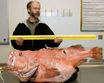 Big Fishes of the World: SHORTRAKER ROCKFISH (Sebastes borealis)