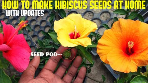 How to Make Hybrid Hibiscus or Hibiscus Seeds at Home(With Updates) - YouTube