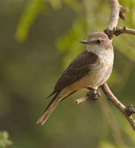 Vermilion Flycatcher (Pyrocephalus rubinus) -- Female; Oro… | Flickr