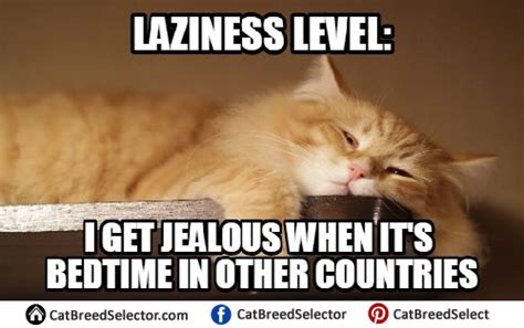 Lazy Cat Meme | Lazy memes, Funny memes, Cat memes