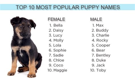 Top 10 Most Popular Puppy Names Of 2012 - Walking The Blog