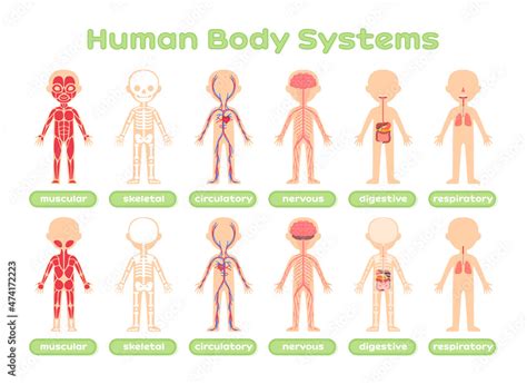 Set of Human Body Systems. Template. Muscular Skeletal Circulatory Nervous Digestive and ...