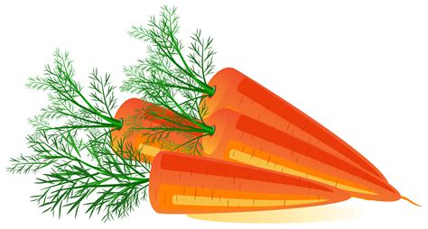 Carrots clipart carot, Carrots carot Transparent FREE for download on WebStockReview 2024