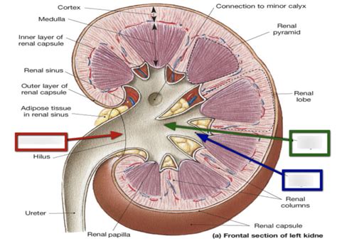 calyces Diagram | Quizlet