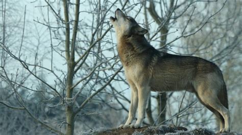 Wolves' call of the wild comes in different dialects | CBC Radio