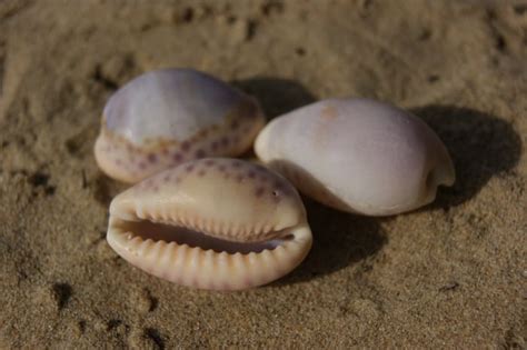 The Cowrie Shell in World and African History - HubPages