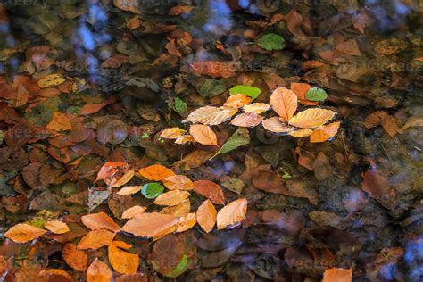 Fall Foliage on the Lake Surface 10299352 Stock Photo at Vecteezy