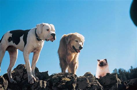 Homeward Bound: The Incredible Journey - Movie Review - The Austin ...