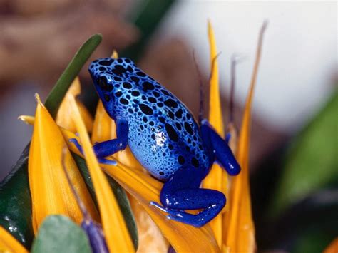 Wallpaper ID: 1960164 / Blue Poison Dart Frog, Poison dart frog, Frogs ...