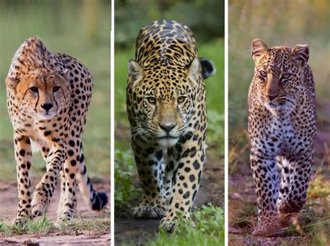 Léopard, Jaguar et Guépard : quelles différences ? - Monde Animal