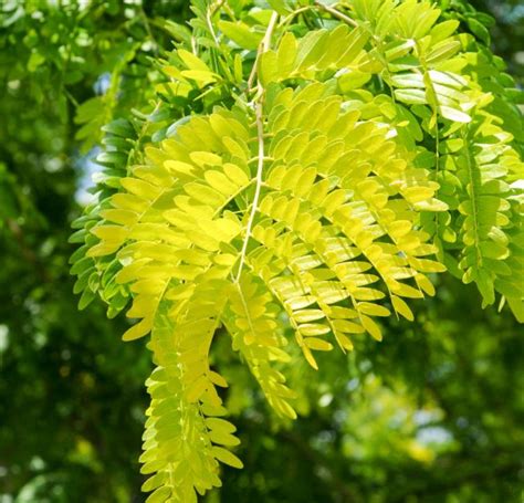 Gleditsia Tree | Shop Plants Online | Ladybugs Marketplace