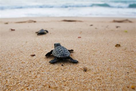 Sea Turtles Nest On Fujairah Beach For First Time