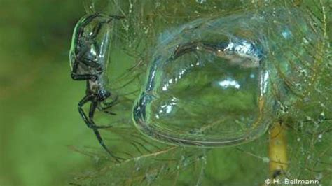 How the diving bell spider uses physics to breathe underwater