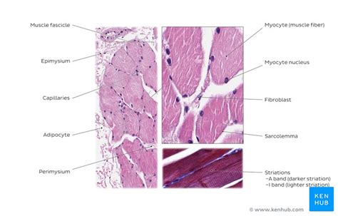 Skeletal Muscle Tissue Histology