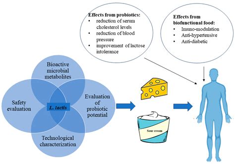 Fermentation | Free Full-Text | Lactococcus lactis in Dairy ...