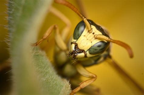 Bald Faced Hornets Nest Removal | Wasp Pest Control