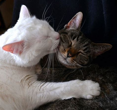 Top 15 cute cats kissing Sweetest Moments Caught on Camera