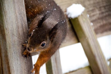 Squirrel Winter Rodent - Free photo on Pixabay - Pixabay