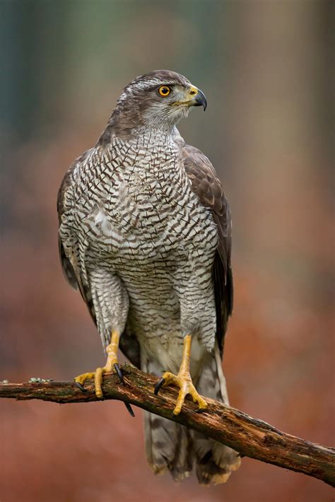 Northern Goshawk | Northern goshawk, Raptors bird, Birds of prey