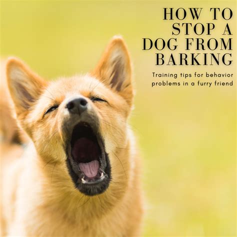 How to Stop a Dog From Barking: Dog Training for Behavior Problems - PetHelpful