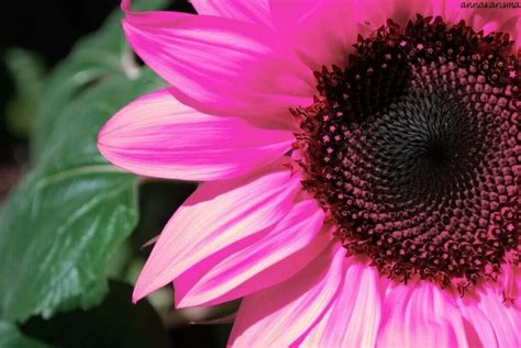 Pink Sunflowers - Kitchen Fun With My 3 Sons